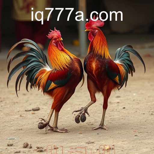 The Complex World of Cockfighting: Tradition, Controversy, and Legal Challenges